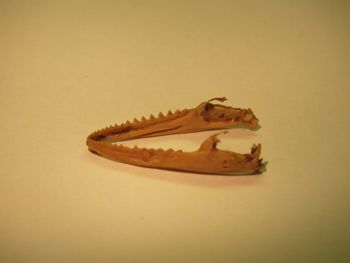 Media type: image;   Herpetology R-18364